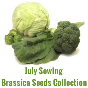 July Sowing Seeds  - Brassica Collection